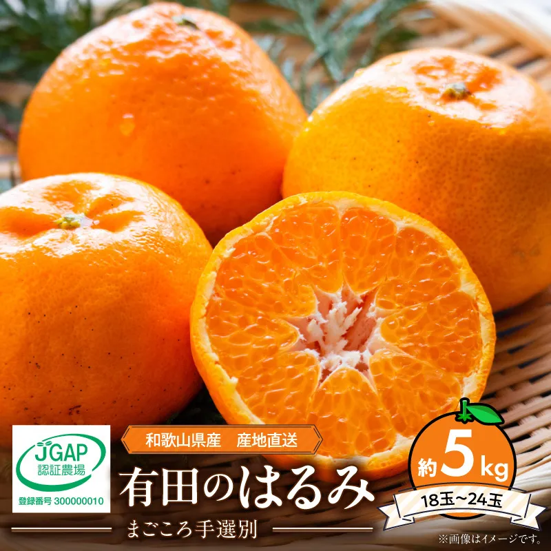 【2027年先行予約】和歌山県産 有田の はるみ 約5kg 18玉～24玉_ZE6088n