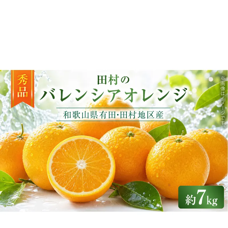 【2027年先行予約】秀品　田村のバレンシアオレンジ　約7kg_G7376