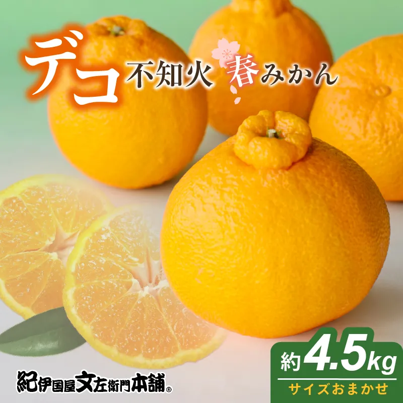 【2027年先行予約】「デコ」 不知火 約4.5kg 湯浅町田村産 (果実サイズおまかせ) 春みかん　紀伊国屋文左衛門本舗_V7076