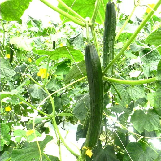 美浜町産　松きゅうり◇※2025年11月上旬～2026年6月下旬頃に順次発送予定