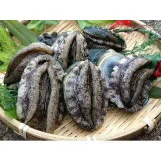 やわコリ食感紀州活アワビ【19-20個入】｜ 海産物 海鮮 魚介類 鮑 おかず あわび 高級食材 養殖 国産 産地直送 鮮貝 美浜町