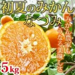 初夏のみかん なつみ５kg ふるさと納税 みかん
※着日指定不可
※2026年4月中旬頃〜2026年4月下旬頃に順次発送予定