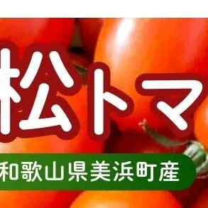 美浜町産　松トマト（アイコ）2Kg｜ミニトマト とまと 野菜 糖度  和歌山 先行予約 やさい トマト アイコ 国産 旬の野菜 特産品 人気 産地直送 美浜町 ※2025年11月下旬～2026年6月上旬頃に順次発送予定