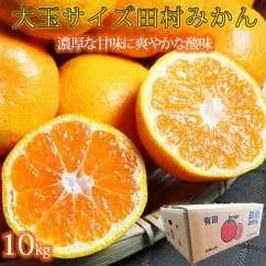 【先行予約】高級ブランド田村みかん　１０kg　大玉サイズ