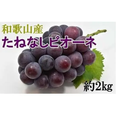 【厳選・産直】和歌山県産たねなしピオーネ約2kg◇