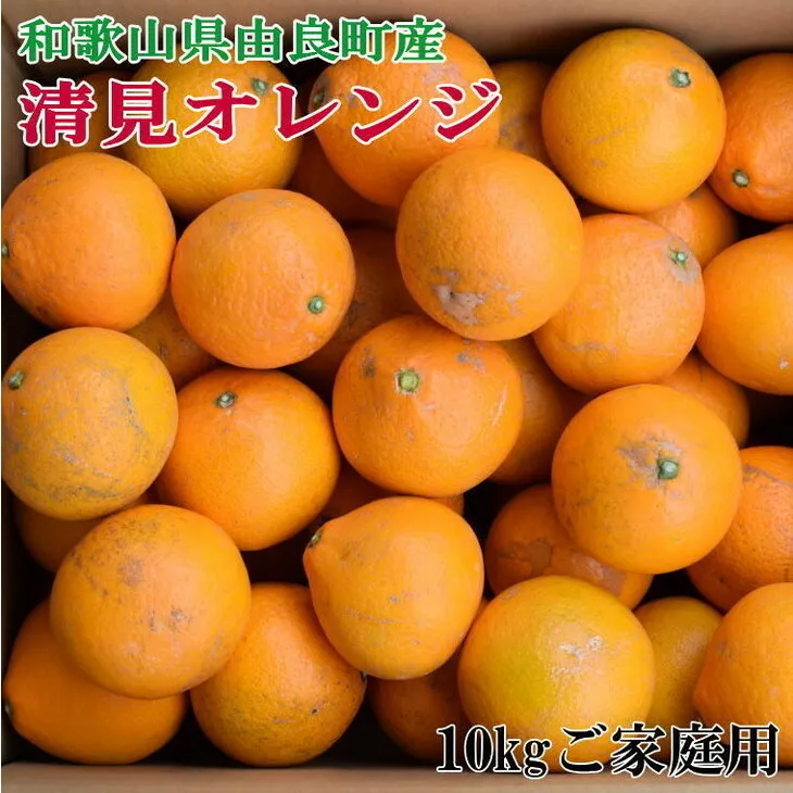 訳あり・ご家庭用】和歌山由良町産の濃厚清見オレンジ約10kg