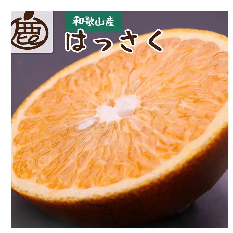 ＜1月より発送＞厳選 はっさく1.5kg+45g（傷み補償分） ｜ 八朔みかん ※2025年1月上旬～3月下旬頃に順次発送予定 ※北海道・沖縄・離島への配送不可