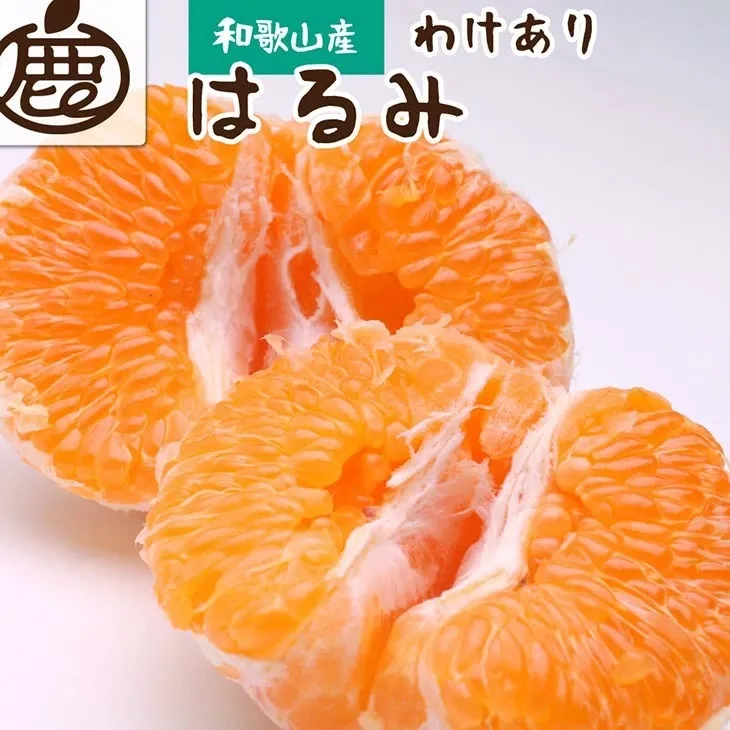 ＜2月より発送＞家庭用はるみ5kg+250g（傷み補償分）◇ ｜ わけあり 訳あり ワケアリ デコポンの姉妹品種・新食感春みかん【光センサー選別】 ※北海道・沖縄・離島への配送不可 ※2026年2月上旬～3月下旬頃に順次発送予定