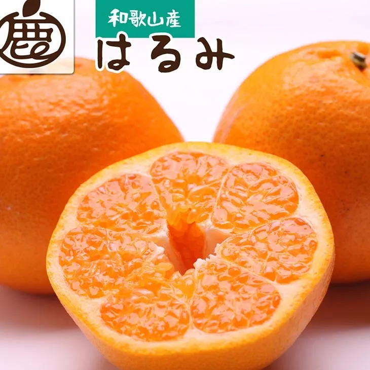 ＜2月より発送＞厳選はるみ7.5kg+250g（傷み補償分）◇｜デコポンの姉妹品種・新食感春みかん【光センサー選別】 ※北海道・沖縄・離島への配送不可 ※2026年2月上旬～3月下旬頃に順次発送予定