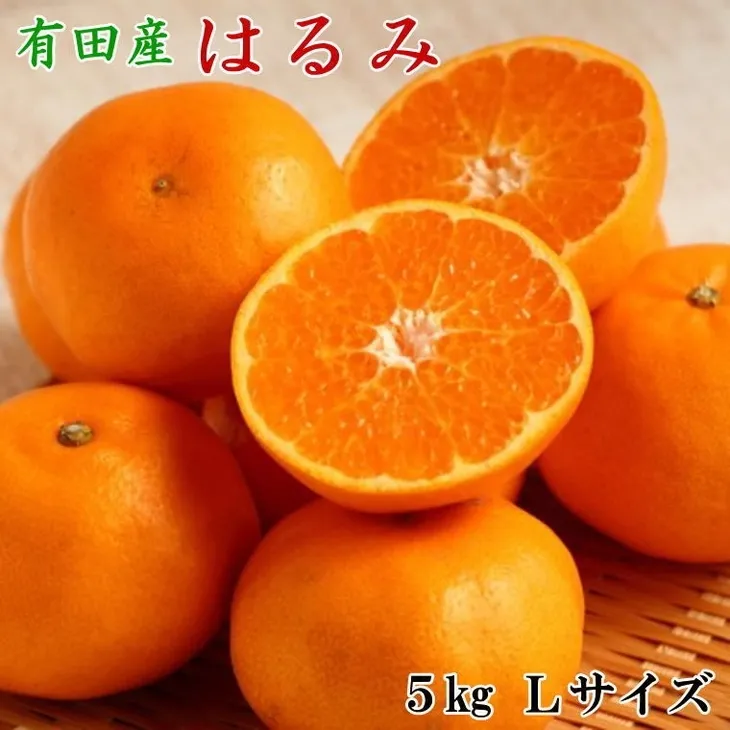 【厳選・濃厚】紀州有田産のはるみ約5kg（Lサイズ）｜柑橘 果物 フルーツ 産地直送 大きい ※2026年1月下旬～2月中旬頃に順次発送予定