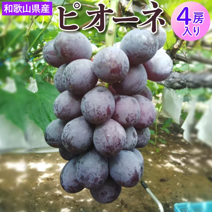 和歌山県産 ピオーネ 4房入り | 産地直送 ブドウ ぶどう 果物 フルーツ　※離島への配送不可　2025年8月下旬～9月中旬頃に順次発送予定