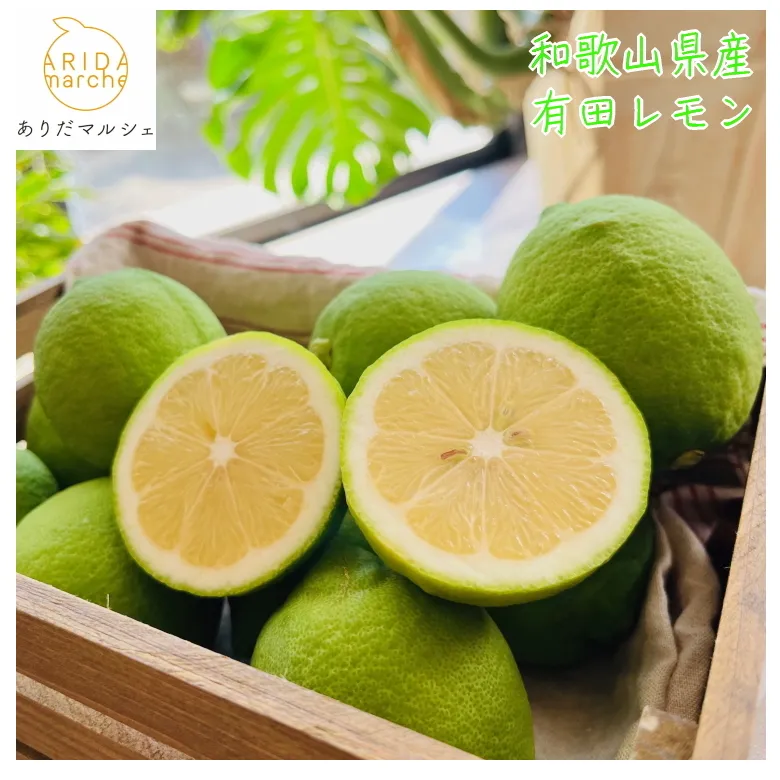 【先行予約】【国産】農家直送！ 有田レモン 1kg◇ ※北海道・沖縄・離島への配送不可 ※2025年9月下旬～2026年3月下旬頃に順次発送予定