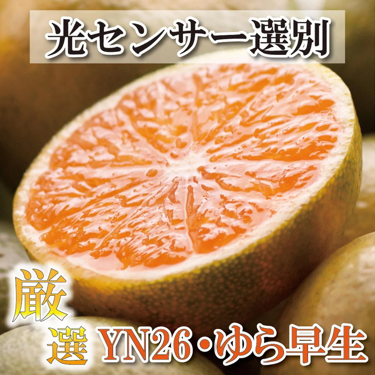 〈10月より発送〉ゆら早生 プレミアム有田みかん 5kg+250g（傷み補償分） ｜ 柑橘 果物 フルーツ 糖度 甘い 濃厚 コク ジューシー 光センサー ※北海道・沖縄・離島への配送不可 ※2025年10月上旬～11月中旬頃に順次発送予定
