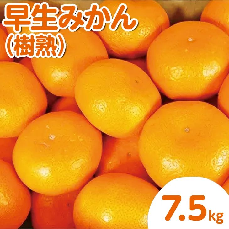 早生みかん樹熟7.5kg
※着日指定不可
※2022年12月上旬～下旬頃に順次発送予定