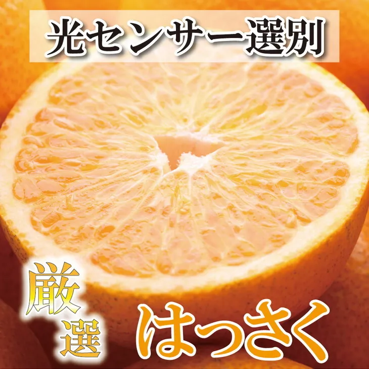 ＜4月より発送＞厳選 樹上完熟はっさく7.5kg+225g（傷み補償分）【有田の春みかん・五月八朔・さつきはっさく・木生りはっさく・きなりはっさく】【光センサー選別】◇　※北海道・沖縄・離島への配送不可　※2025年4月上旬～5月下旬頃に順次発送予定