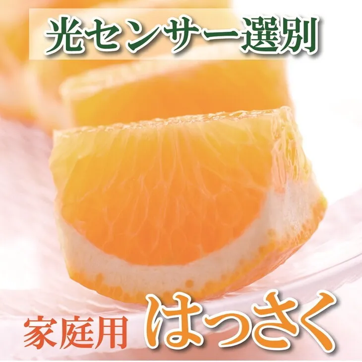 ＜4月より発送＞家庭用 樹上完熟はっさく7.5kg+225g（傷み補償分）有田の春みかん・五月八朔・さつきはっさく・木生りはっさく・きなりはっさく【光センサー選別】訳あり◇　※北海道・沖縄・離島への配送不可　※2025年4月上旬～5月下旬頃に順次発送予定