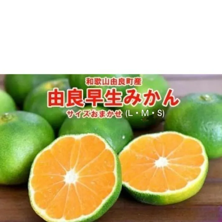 和歌山由良町産 由良早生みかん 約5kg サイズおまかせ(Ｌ・М・Ｓ)いずれかお届け◇ ※北海道・沖縄・離島への配送不可 ※2025年10月上旬～10月下旬頃順次発送予定