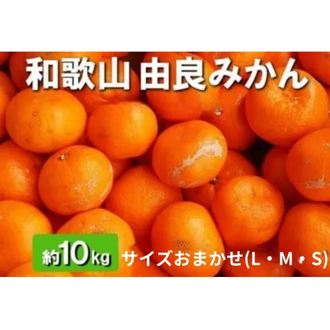 和歌山由良町産 由良みかん 約10kg 秀品 サイズおまかせ(Ｌ・М・Ｓ)◆ ※北海道・沖縄・離島への配送不可 ※2025年11月下旬～2026年1月中旬頃に順次発送予定