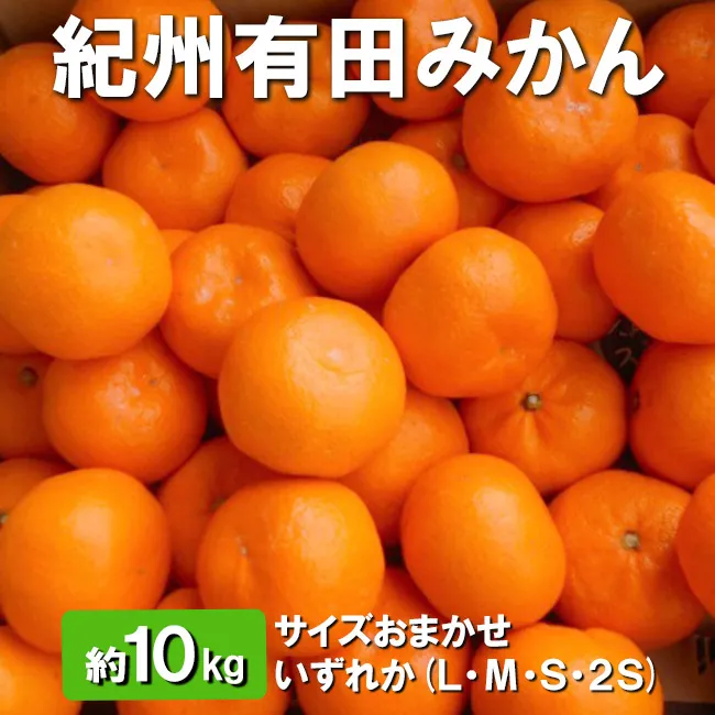 紀州有田みかん 約10kg サイズおまかせ いずれか(L・М・S・2S) ※離島への配送不可 ※2025年11月下旬～2026年1月中旬頃順次発送予定