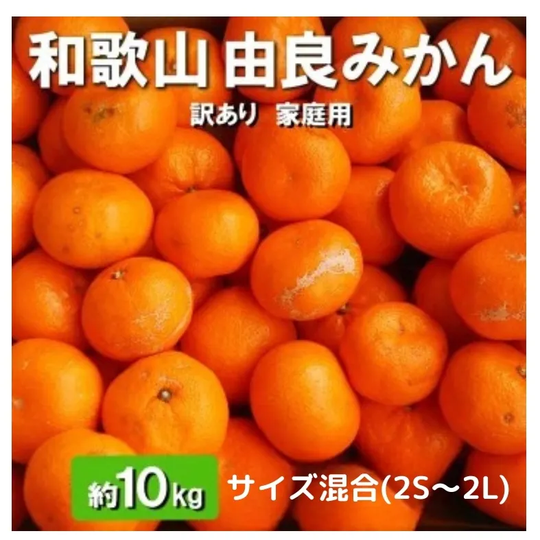 和歌山由良みかん 約10kg(2S～2L)サイズ混合【訳あり・家庭用】※離島への配送不可 ※2025年11月下旬～2026年1月中旬頃順次発送予定
