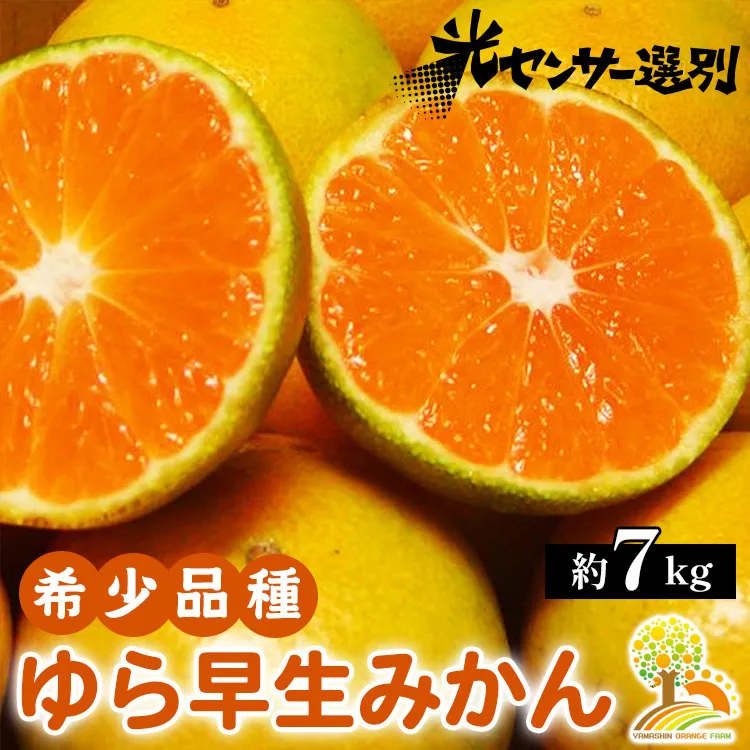 ゆら早生 みかん 濃厚な味わい 約7kg 希少品種《有機質肥料100％》極早生 ｜ 由良 ゆら 早生 わせ 柑橘 果物 くだもの フルーツ 和歌山 有田 ※2025年10月上旬～11月中旬頃に順次発送予定 ※北海道・沖縄・離島への配送不可