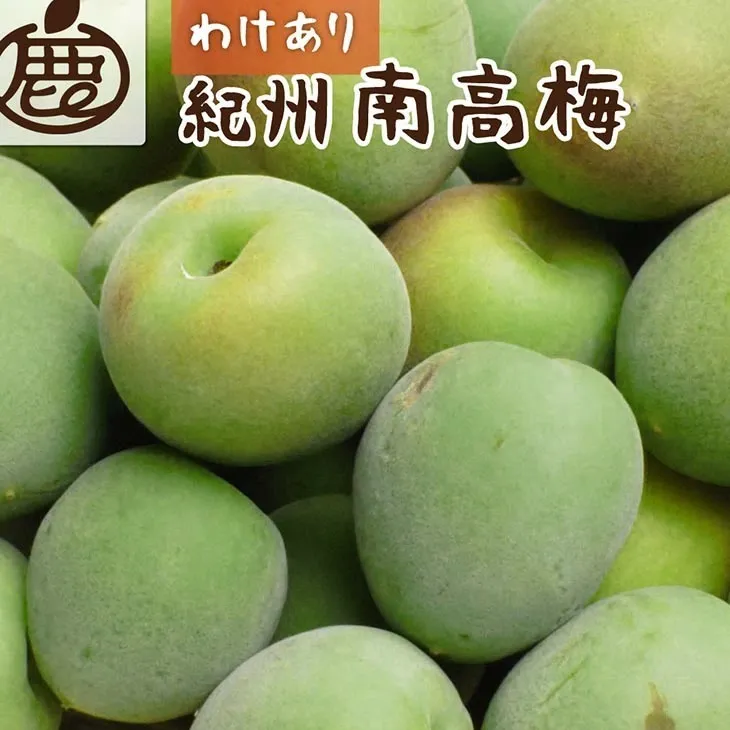＜6月発送＞家庭用 紀州南高梅(青梅)2kg+60g（傷み補償分）〇【朝摘み・とれたて直送便】【梅干し・梅酒・梅ジュース】【和歌山産】【わけあり・訳あり】※北海道・沖縄・離島への配送不可　※2025年6月上旬～6月下旬頃に順次発送予定