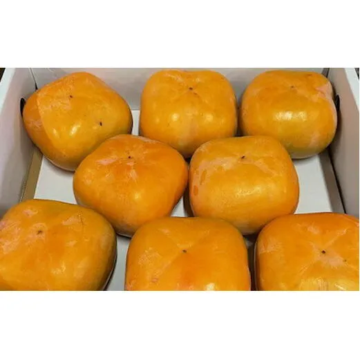 大玉サイズの平たねなし柿「クイーンパーシモン」約4kg（10玉～12玉おまかせ）◇ ※2025年10月中旬～11月上旬頃に順次発送予定