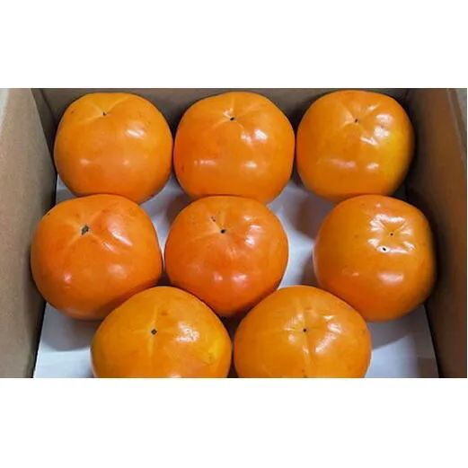 富有柿の新品種「紀州てまり」約7.5kg（22玉～32玉おまかせ）◇ ※2025年11月上旬～11月中旬頃順次発送予定