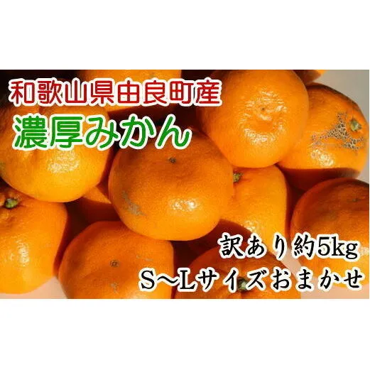 【訳あり・ご家庭用】和歌山由良町産のみかん約5kg ※着日指定不可 ※2024年11月下旬～12月下旬頃に順次発送予定