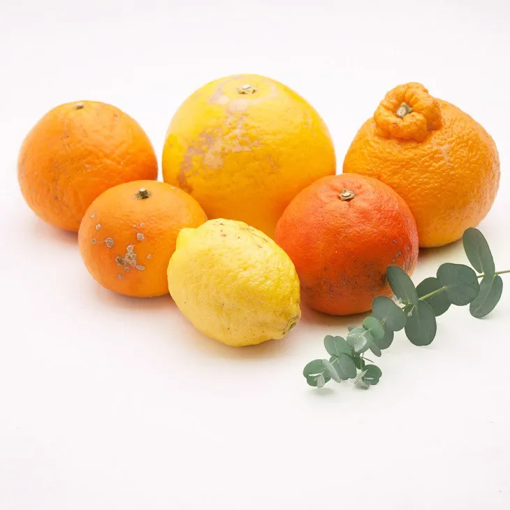＜1月より発送＞厳選 柑橘詰合せ1.5kg+45g（傷み補償分）◇【有田の春みかん詰め合わせ・フルーツ詰め合せ・オレンジつめあわせ】【光センサー選別】　※北海道、沖縄配送不可　※2025年1月上旬～4月下旬頃に順次発送予定