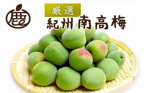 ＜6月発送＞ 厳選 紀州南高梅(青梅)10kg+250g（傷み補償分）【朝摘み・とれたて直送便】【梅干し・梅酒・梅ジュース】【和歌山産】