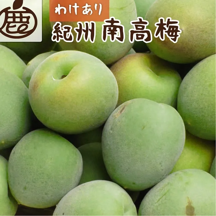 ＜6月発送＞ 家庭用 紀州南高梅(青梅)10kg+300g（傷み補償分）〇【朝摘み・とれたて直送便】【梅干し・梅酒・梅ジュース】【和歌山産】※北海道・沖縄・離島への配送不可 ※2025年6月上旬～6月下旬頃に順次発送予定