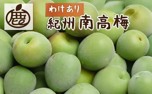 ＜6月発送＞ 家庭用 紀州南高梅(青梅)10kg+250g（傷み補償分）〇【朝摘み・とれたて直送便】【梅干し・梅酒・梅ジュース】【和歌山産】