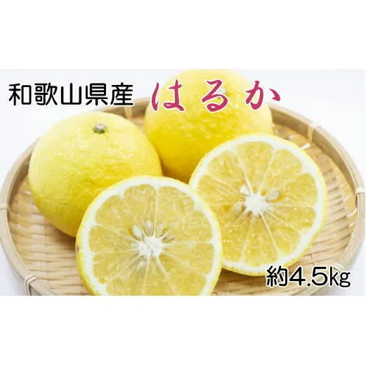 【さわやか柑橘】和歌山県産はるかみかん約4.5kg（サイズ混合　秀品）※2025年2月下旬～3月下旬頃に順次発送予定