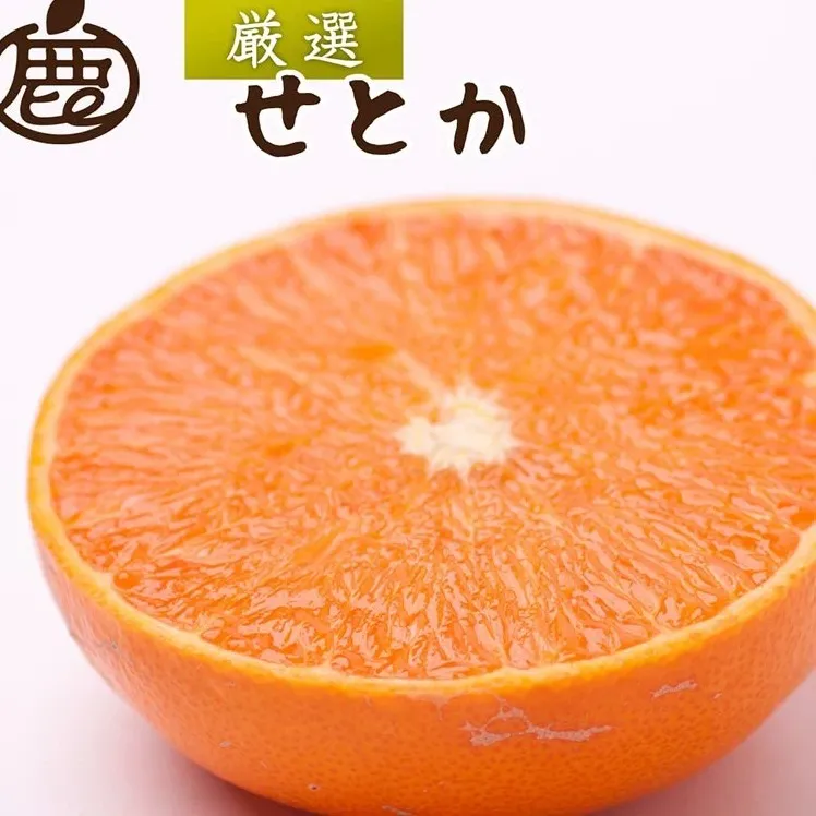 ＜2月より発送＞厳選 せとか1kg+250g（傷み補償分）◇｜柑橘・春みかんの王様【光センサー選果・食べ頃出荷】※北海道・沖縄・離島への配送 ※2026年2月中旬～3月下旬頃に順次発送予定
