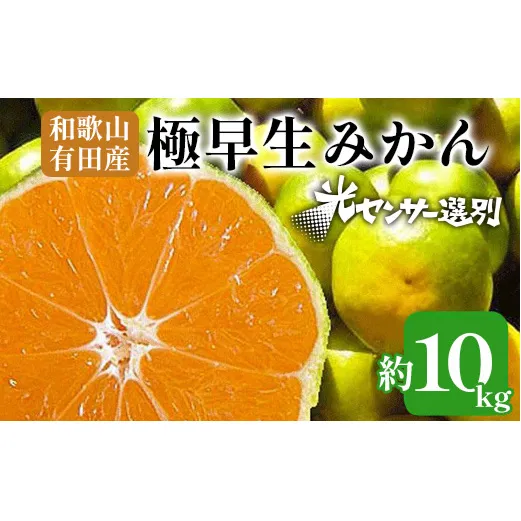 こだわりの極早生みかん 約10kg 農家直送 有機質肥料100% サイズ混合 ｜ みかん 極早生 早生 柑橘 果物 くだもの 果実 フルーツ 和歌山 有田 ※北海道・沖縄・離島への配送不可 ※2025年9月下旬～10月中旬頃に順次発送予定