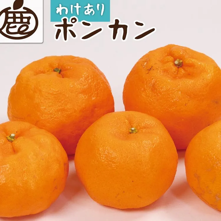 ＜1月より発送＞家庭用 ポンカン7.5kg+250g（傷み補償分） ※北海道・沖縄・離島への配送不可 ※2026年1月下旬～2月下旬頃に順次発送予定