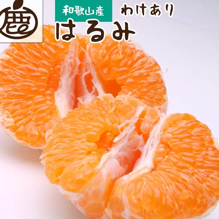 ＜2月より発送＞家庭用 はるみ1kg+250g（傷み補償分）◇ ｜ わけあり 訳あり ワケアリ デコポンの姉妹品種・新食感春みかん【光センサー選別】 ※北海道・沖縄・離島への配送不可 ※2026年2月上旬～3月下旬頃に順次発送予定