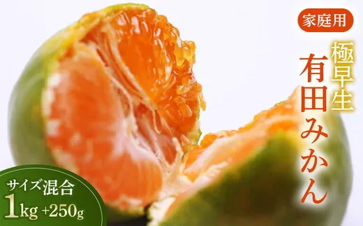家庭用 極早生有田みかん1kg+250g(傷み補償分)[希少な新品種YN26][菊みかん入り]◇