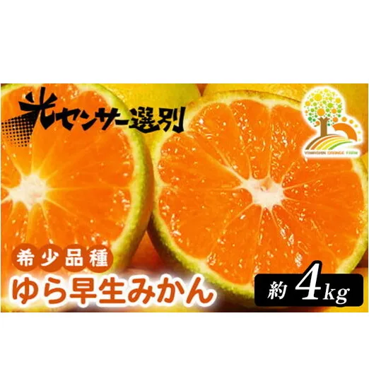 【先行予約】ゆら早生 みかん 濃厚な味わい 約4kg 希少品種《有機質肥料100％》極早生 ｜ 由良 ゆら 早生 わせ 柑橘 果物 くだもの フルーツ 和歌山 有田