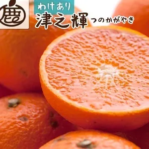 ＜2月より発送＞家庭用 津之輝10kg+250g（傷み補償分）つのかがやき｜わけあり・訳あり【光センサー選別】 ｜ 柑橘 フルーツ 果物 濃厚 春 旬 和歌山 先行予約 選べる 国産 美浜町　※北海道・沖縄・離島への配送不可 ※2026年2月上旬～4月中旬頃に順次発送予定