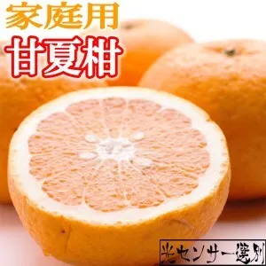 ＜4月より発送＞家庭用 甘夏柑7.5kg+250g（傷み補償分）◇【初夏のみかん・旬の果物】【有田産】【光センサー食べ頃出荷】【わけあり・訳あり】 ※北海道・沖縄・離島への配送不可 ※2026年4月上旬～5月下旬頃に順次発送予定