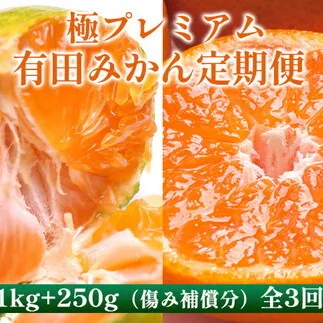 〈定期便〉【10・11・12月 全3回】極プレミアム 有田みかん定期便 1kg+250g （傷み補償分） ※北海道・沖縄・離島への配送不可
