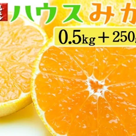 厳選 ハウスみかん0.5kg+250g（傷み補償分）