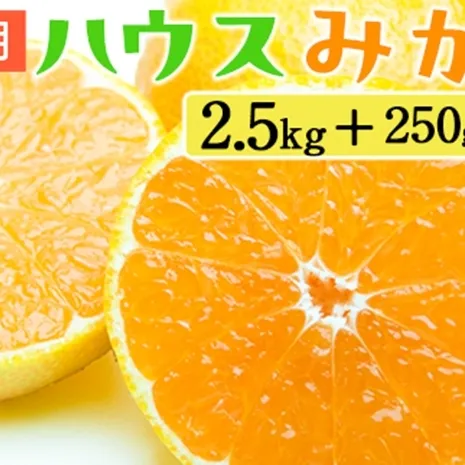 家庭用 ハウスみかん2.5kg+250g（傷み補償分）