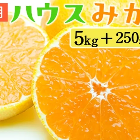家庭用 ハウスみかん5kg+250g（傷み補償分）