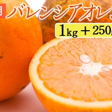家庭用 バレンシアオレンジ1kg+250g（傷み補償分）