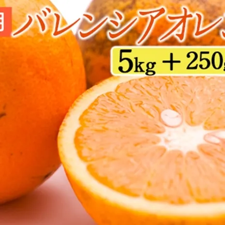家庭用 バレンシアオレンジ5kg+250g（傷み補償分）