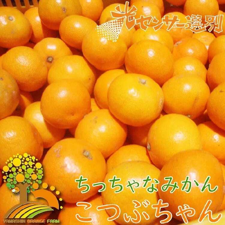 ちっちゃな 有田みかん こつぶみかん 5kg （3S～2Sサイズ混合）| 小粒 光センサー選別 温州みかん みかん 柑橘 果物 くだもの フルーツ