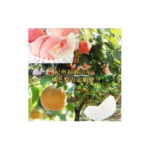 全2回 フルーツ定期便（桃 約1.8kg 7月、梨 約2kg 8月発送） ｜ 和歌山県産 モモ ナシ 旬 果物